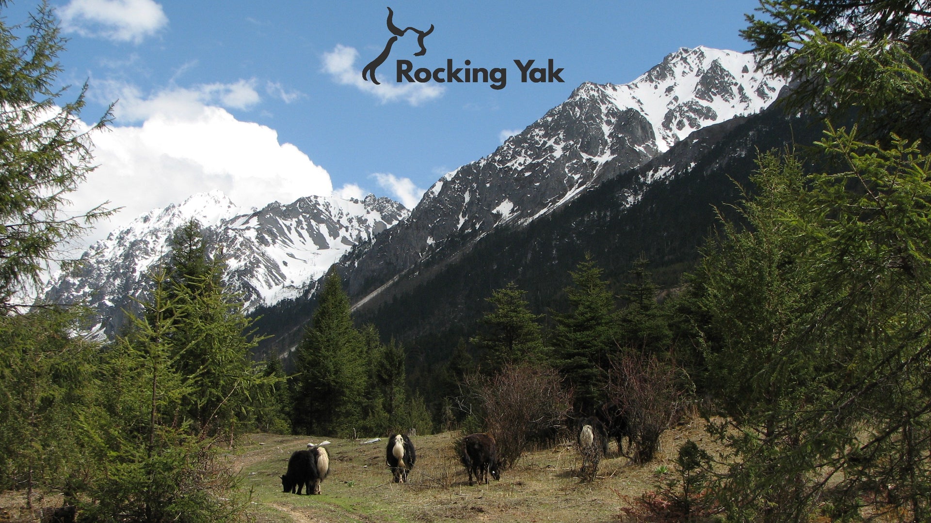 Rocking Yak prides itself on using luxurious natural Tibetan yak fibre ...